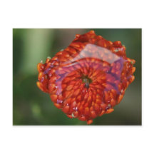 Flor naranja con piscina