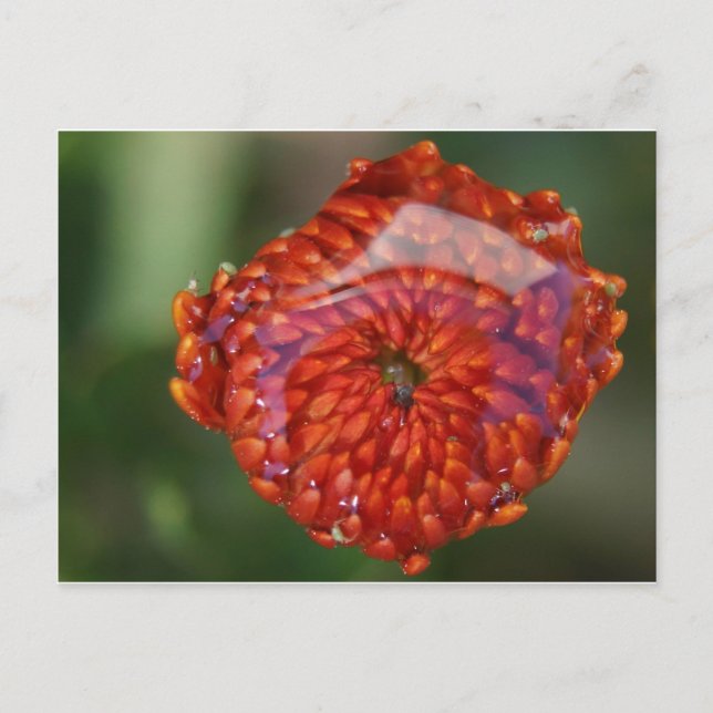 Postal Flor naranja con piscina (Anverso)