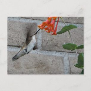 Postal Flor naranja Hummingbird
