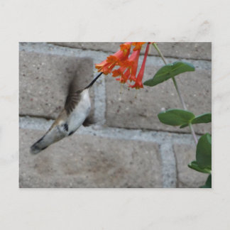 Postal Flor naranja Hummingbird