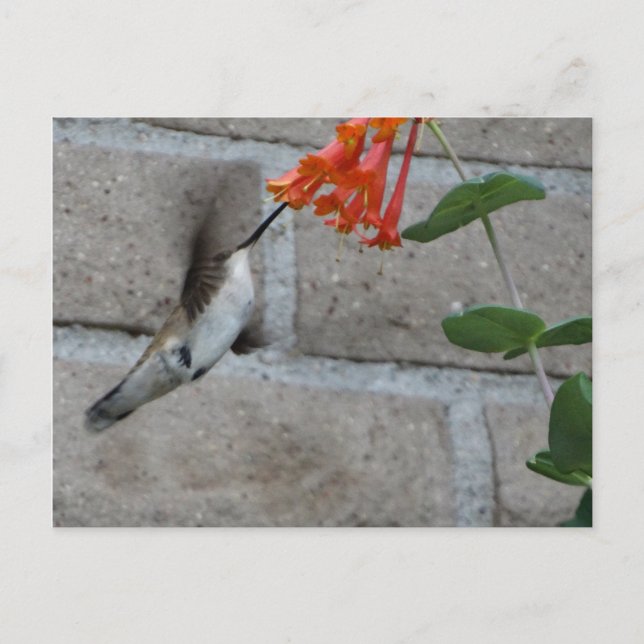 Postal Flor naranja Hummingbird (Anverso)
