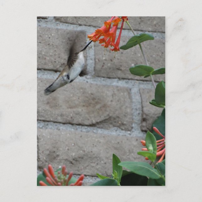 Postal Flor naranja Hummingbird (Anverso)
