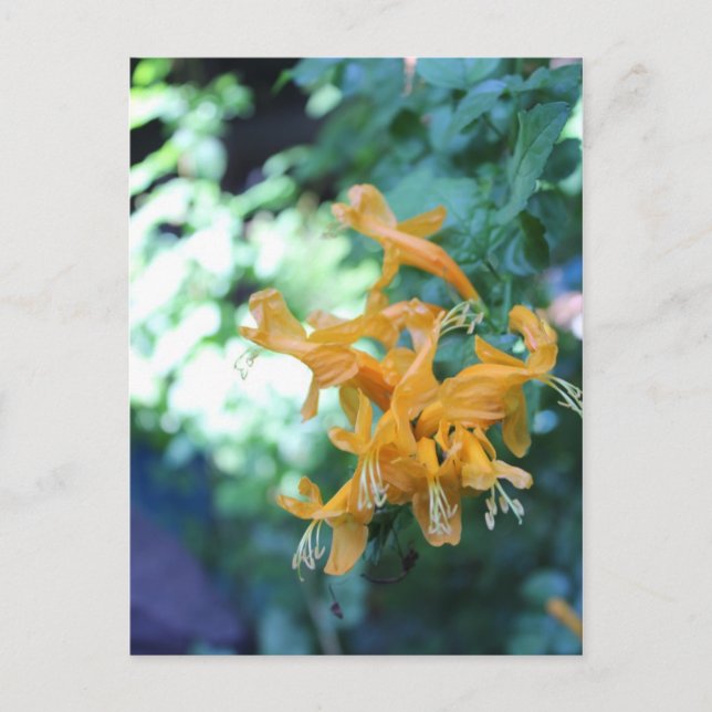 Postal Flor naranja nº 2 (Anverso)