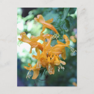 Postal Flor naranja nº 3