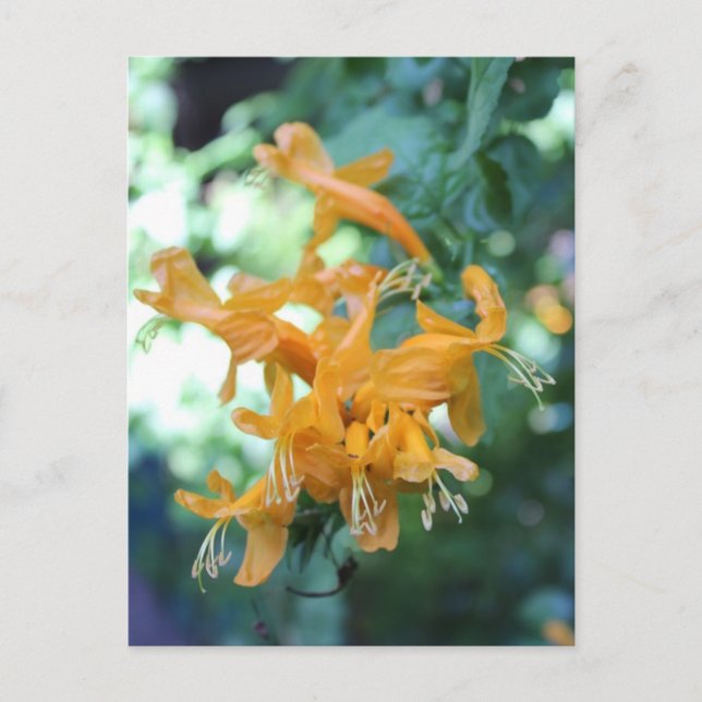 Postal Flor naranja nº 4 (Anverso)