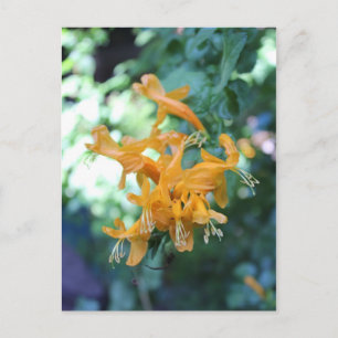Postal Flor naranja nº 5