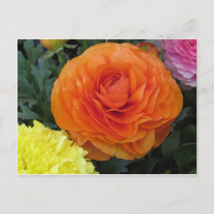 Postal Flor Naranja redonda