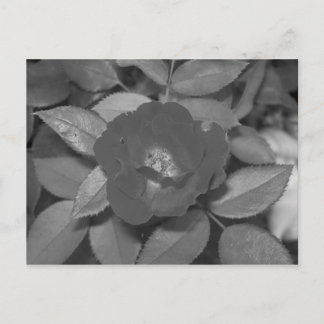 Postal Flor negra y blanca