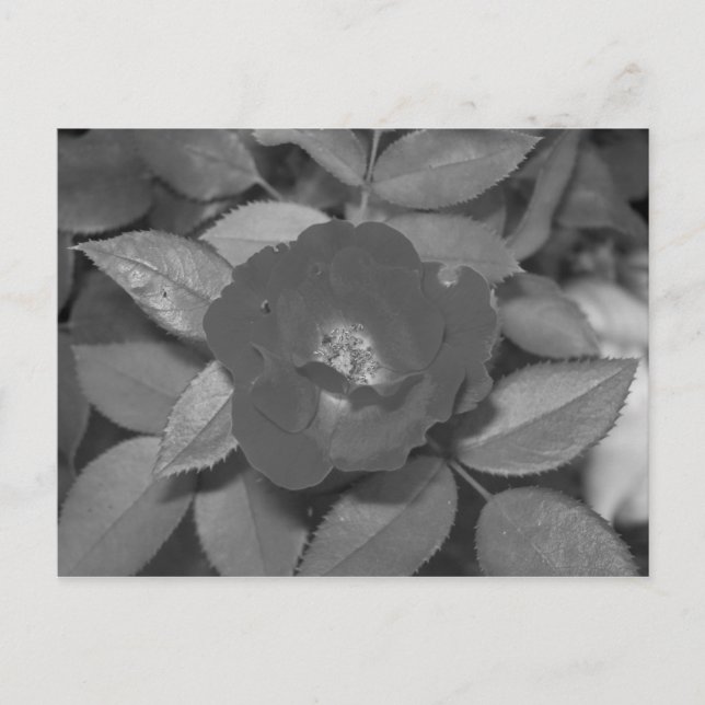 Postal Flor negra y blanca (Anverso)