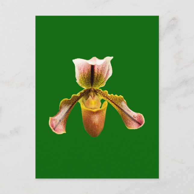 Postal Flor orquídea (Anverso)