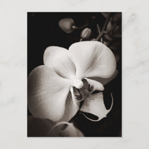 Postal Flor orquídea