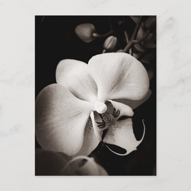 Postal Flor orquídea (Anverso)