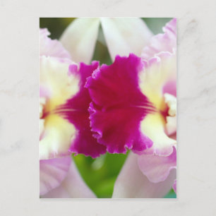 Postal Flor orquídea
