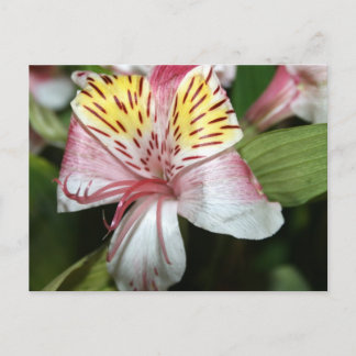 Postal Flor orquídea cercana, foto rosa blanca amarilla