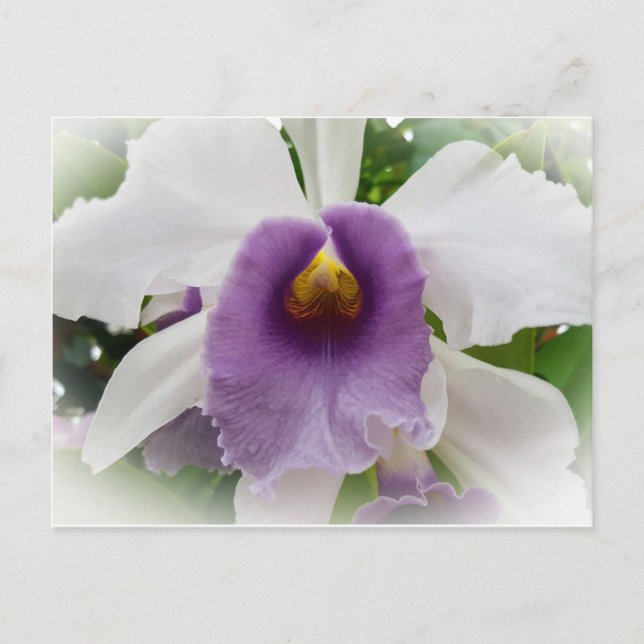 Postal Flor Orquídea de Cattleya Blanca (Anverso)