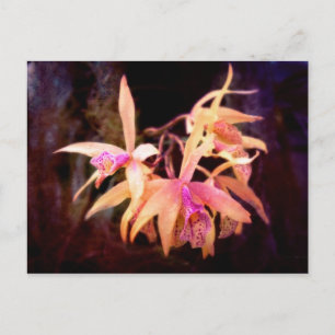 Postal Flor - Orquídea - Laelia - Pascua de medianoche