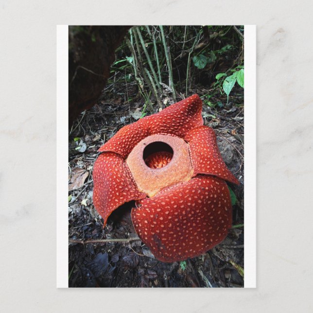 Postal Flor parasitaria de Rafflesia (Anverso)