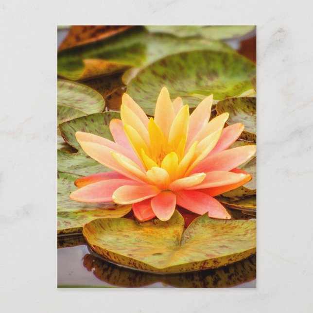 Postal Flor Peach Lotus (Anverso)