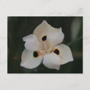 Postal flor pequeña