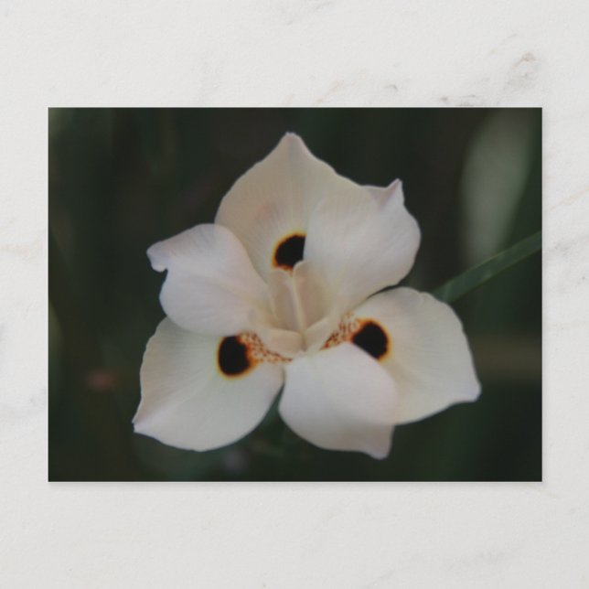 Postal flor pequeña (Anverso)