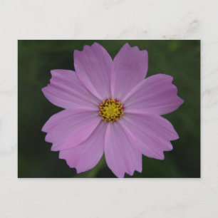 Postal flor perfecta