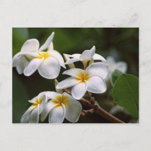 Postal Flor Plumeria