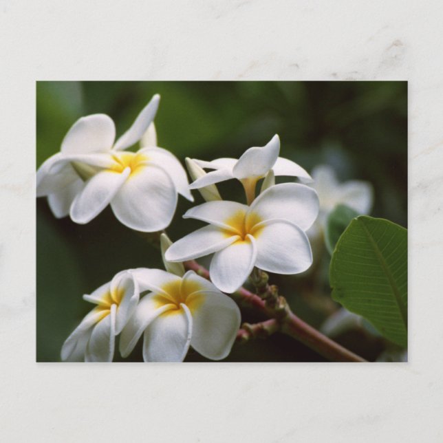 Postal Flor Plumeria (Anverso)