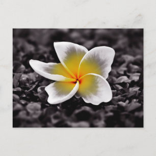 Postal Flor Plumeria Frangipani Hawaii