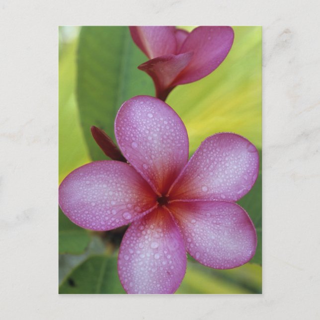 Postal Flor, Plumeria sp.), Pacífico Sur, Niue (Anverso)