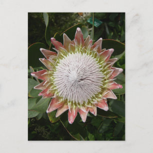 Postal Flor Protea gigante.