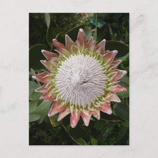 Postal Flor Protea gigante.