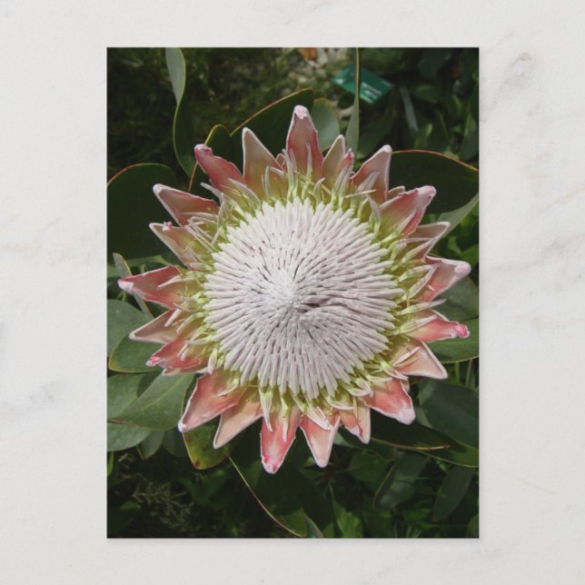 Postal Flor Protea gigante. (Anverso)