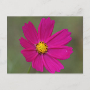 Postal flor púrpura