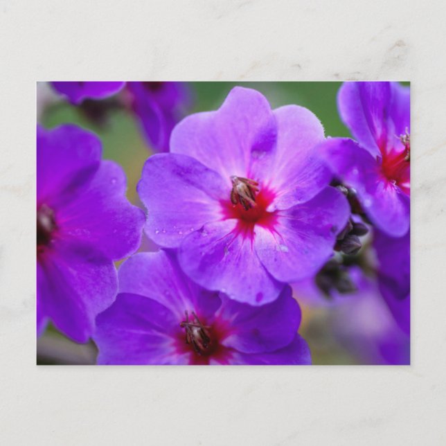 Postal Flor púrpura (Anverso)