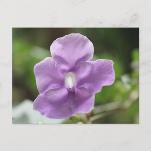 Postal Flor púrpura # 3 (Anverso)