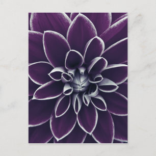 Postal Flor púrpura Botánica elegante
