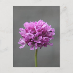 Postal flor púrpura con hormiga