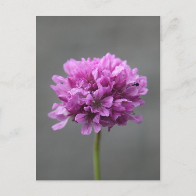 Postal flor púrpura con hormiga (Anverso)