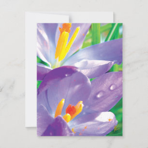 Postal Flor Púrpura Con Naturaleza Elegante Y Nueva