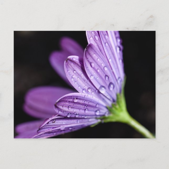 Postal Flor púrpura de margarita Osteospermum (Anverso)
