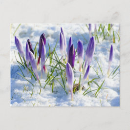Postal Flor púrpura del azafrán en la nieve Frost