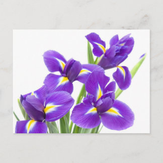Postal flor púrpura del iris