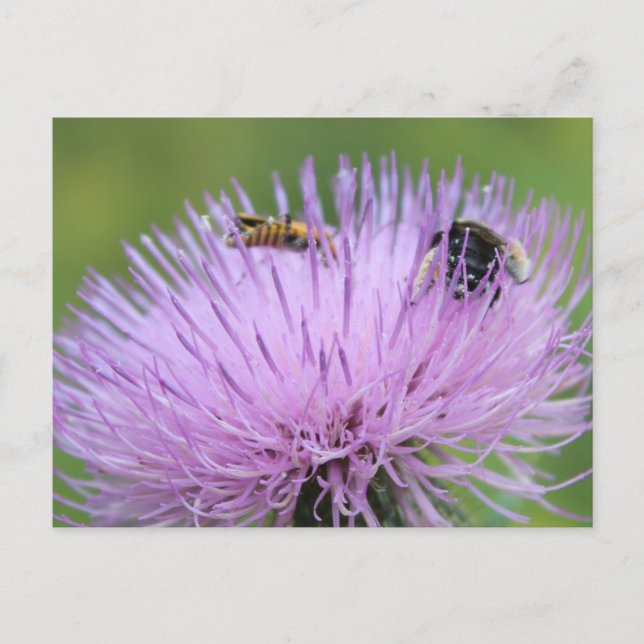 Postal Flor púrpura y insectos #3 (Anverso)