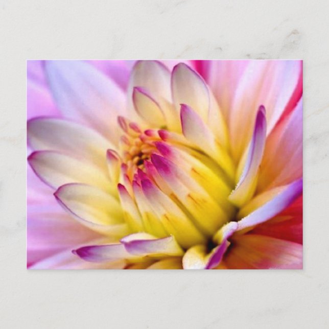 Postal Flor que se despliega (Anverso)