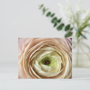 Postal Flor Ranunculus
