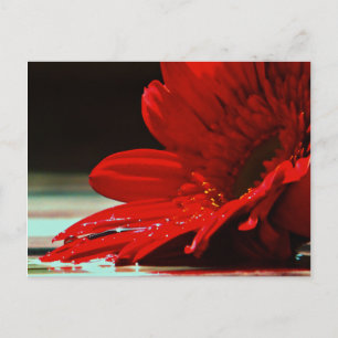 Postal Flor Red Daisy Gerbera
