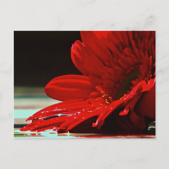 Postal Flor Red Daisy Gerbera (Anverso)