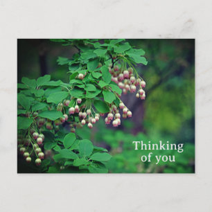 Postal Flor Redvein Enkianthus Campanulatus