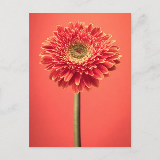 Postal Flor roja Barberton Gerbera Daisy (Anverso)