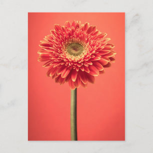 Postal Flor roja Barberton Gerbera Daisy